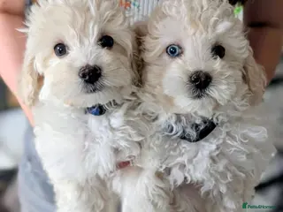 Maltipoo dogs *ready to leave*Genetically health tested maltipoo - Advert 17