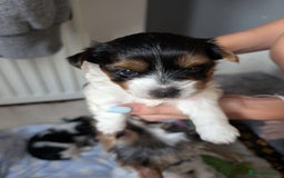 Biewer Terrier dogs for sale: Biewer terrier puppies  - Image 8