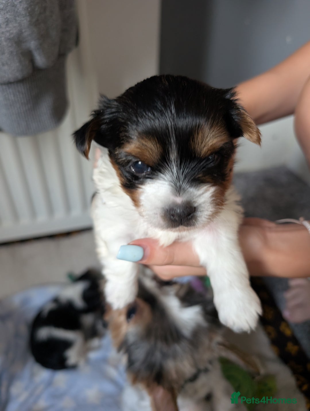 Biewer Terrier dogs for sale: Biewer terrier puppies  - Image 8