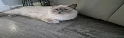 Ragdoll cats for sale: Ragdoll kittens - Advert 25