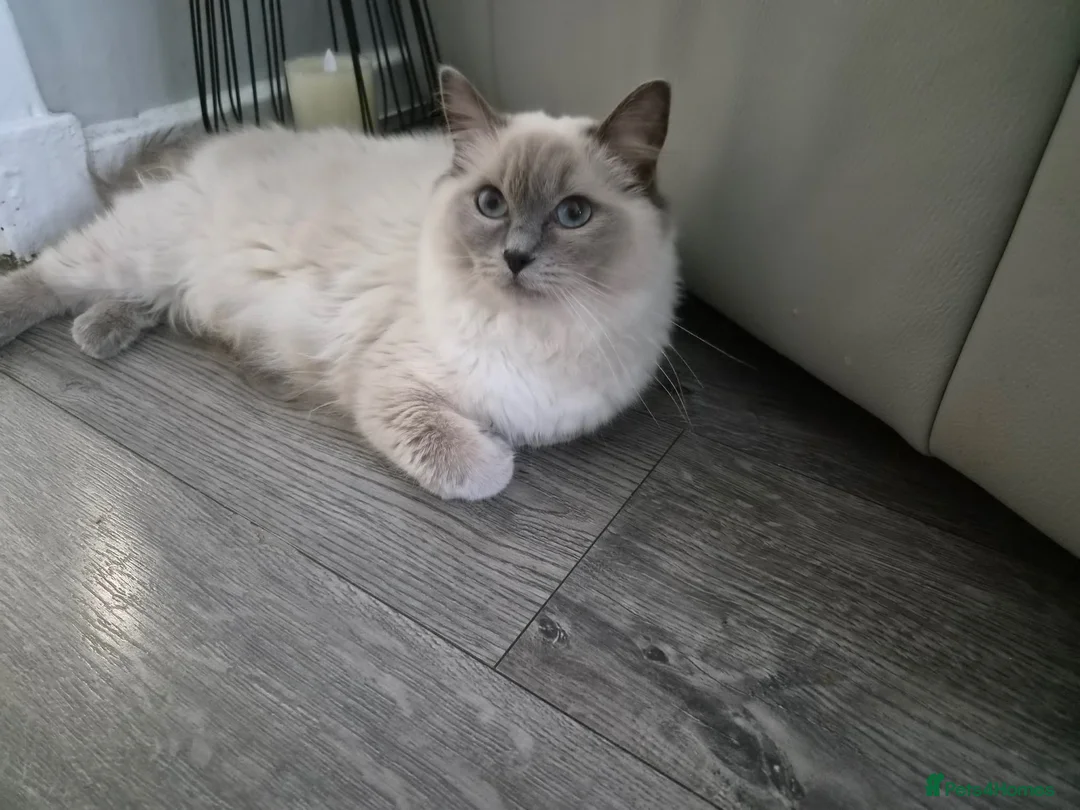 Ragdoll cats for sale: Ragdoll kittens - Advert 25