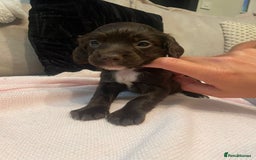Cockapoo dogs for sale: 4 Stunning and Healthy cockapoos *2 girls 2boys* - Image 1