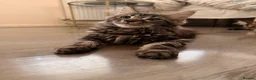 Maine Coon cats for sale: Xl Maine coons for sale  - Advert 4