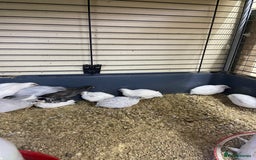 Quail poultry for sale: Chinese painted quail and Japanese quail  - Image 4