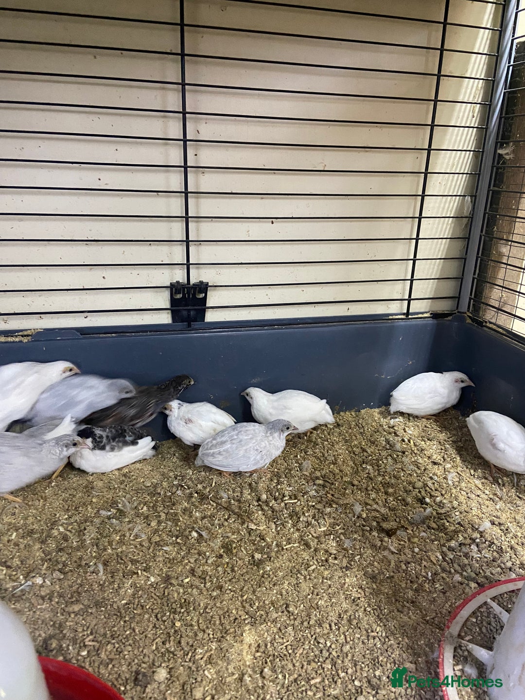 Quail poultry for sale: Chinese painted quail and Japanese quail  - Image 4