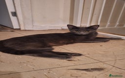 Mixed Breed cats for sale: 🐾 5 Gorgeous Kittens Ready for New Homes 🐾 - Image 8