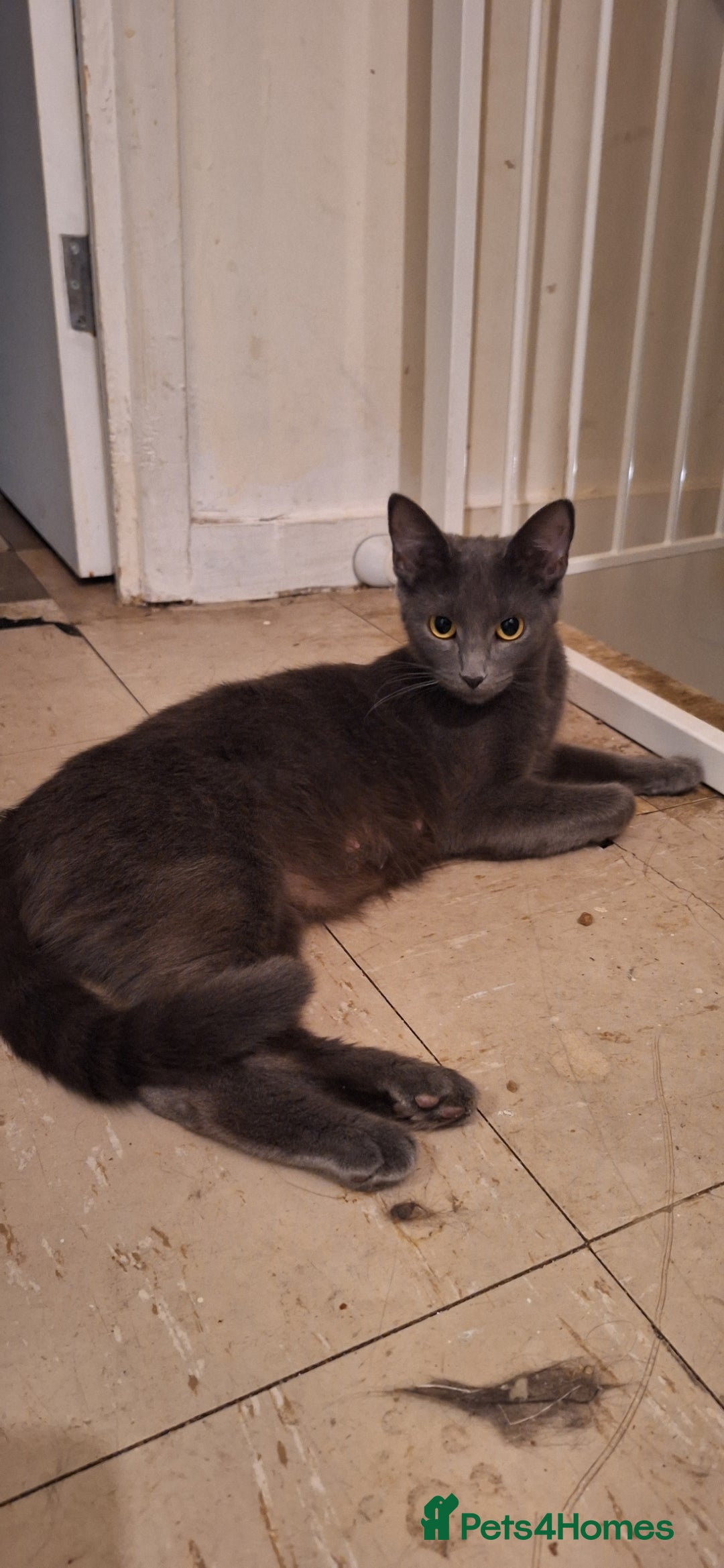 Mixed Breed cats for sale: 🐾 5 Gorgeous Kittens Ready for New Homes 🐾 - Image 8