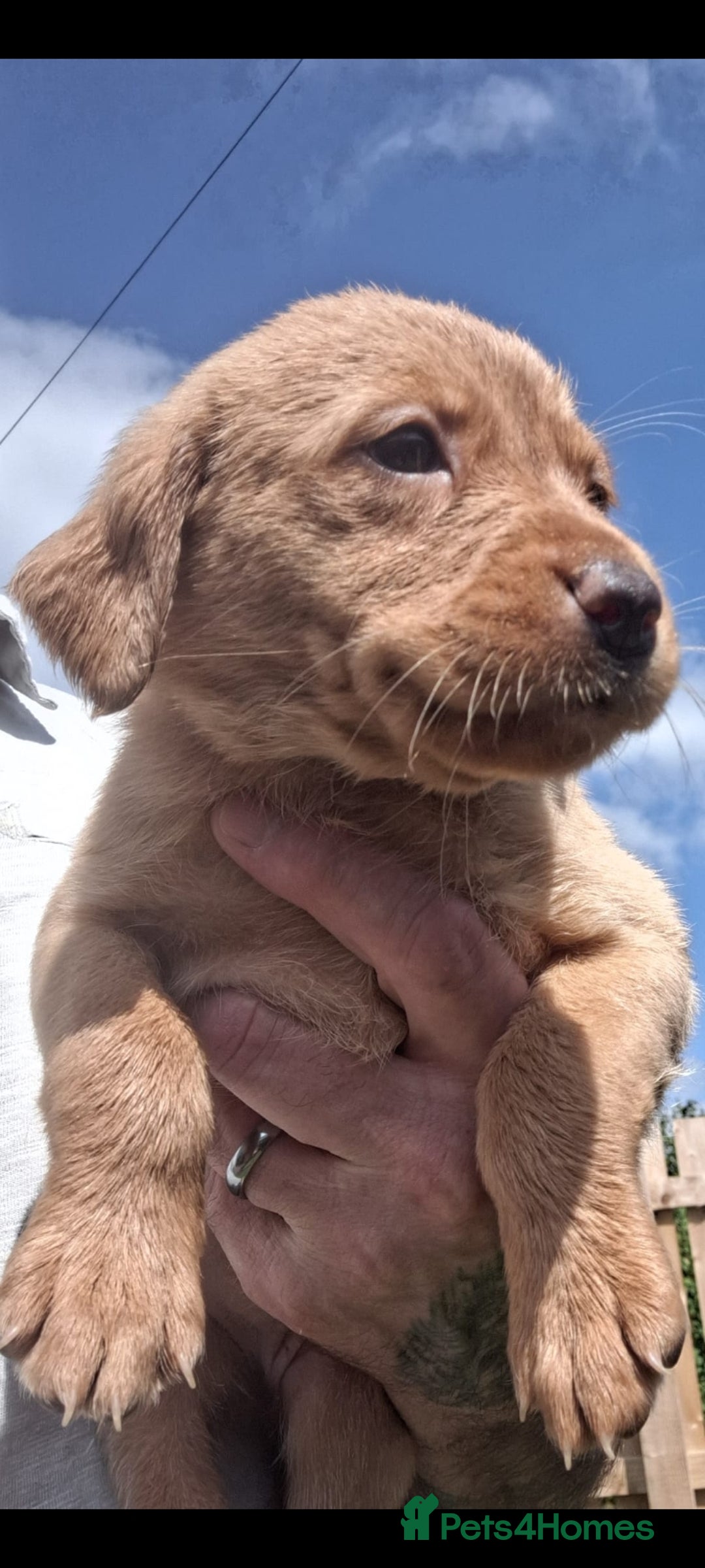 Labrador Retriever dogs for sale: Red fox labrador puppy's  - Image 4