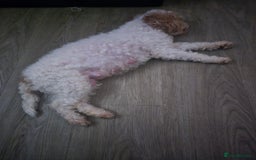 Cockapoo dogs for sale: F2 Cockapoos - Image 2