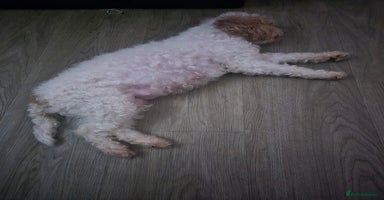 Cockapoo dogs - Advert 3
