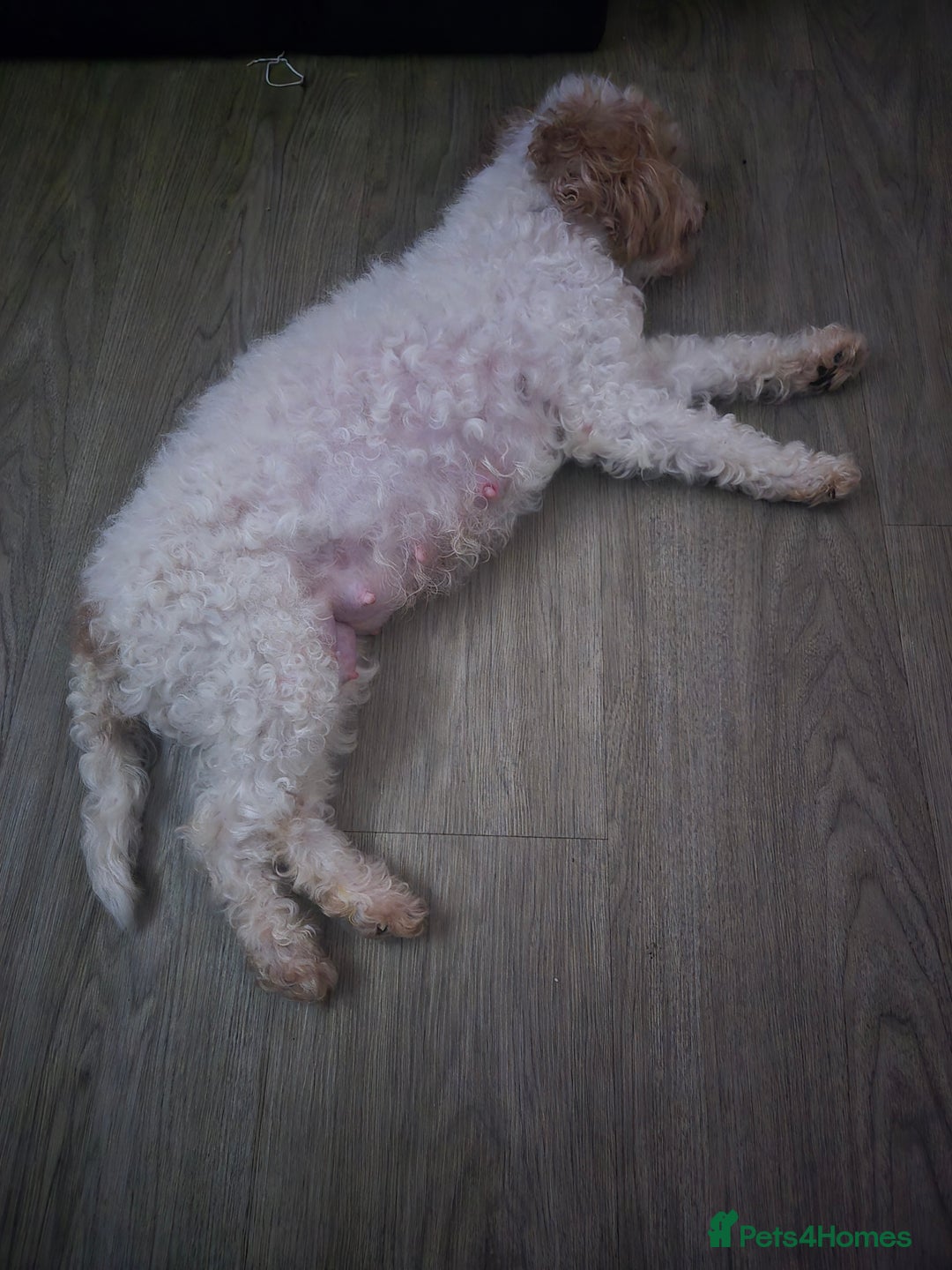 Cockapoo dogs for sale: F2 Cockapoos - Image 2