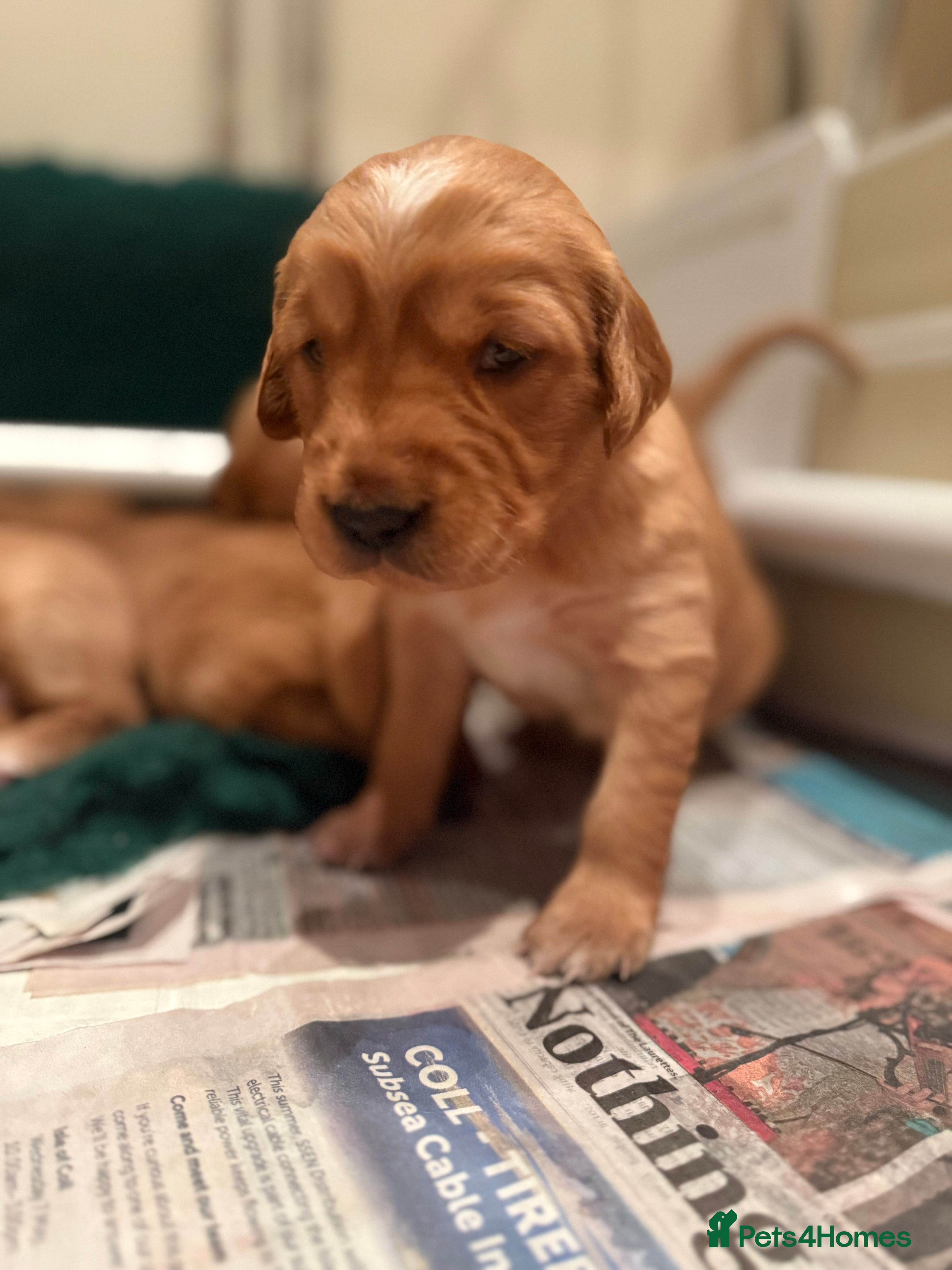 Golden Retriever dogs KC Working Golden Retriever Pups - Advert 1