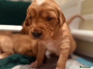 Golden Retriever dogs KC Working Golden Retriever Pups - Advert 14