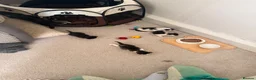 Mixed Breed cats for sale: 7 adorable kittens for sale  in Ashford - Advert 14