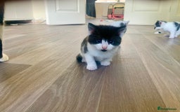 Mixed Breed cats for sale: Harlequin Mixed Breed Kittens  - Image 1