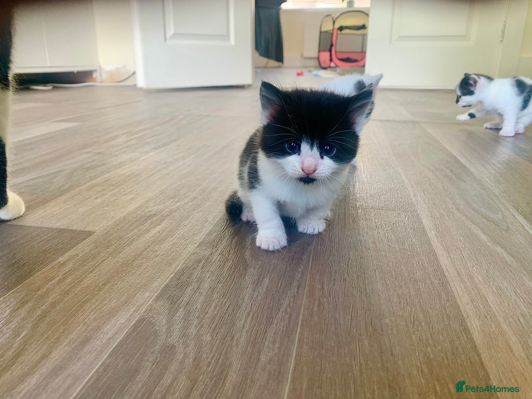 Mixed Breed cats for sale: Harlequin Mixed Breed Kittens  - Image 1
