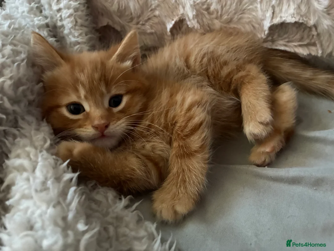 Mixed Breed cats for sale: Beautiful fluffy cuddly kittens for sale!!!  - Advert 24