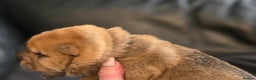 Mixed Breed dogs for sale: Chow Pei puppies - Advert 21