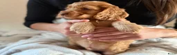 Cocker Spaniel dogs for sale: (2 left) KC show type cocker spaniel puppies - Advert 16