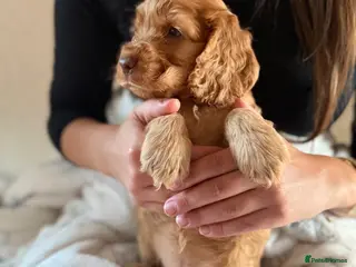 Cocker Spaniel dogs (1 left) KC show type cocker spaniel puppies - Advert 6