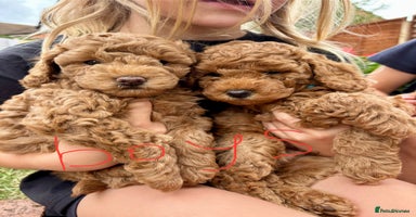 Mixed Breed dogs - Advert 11