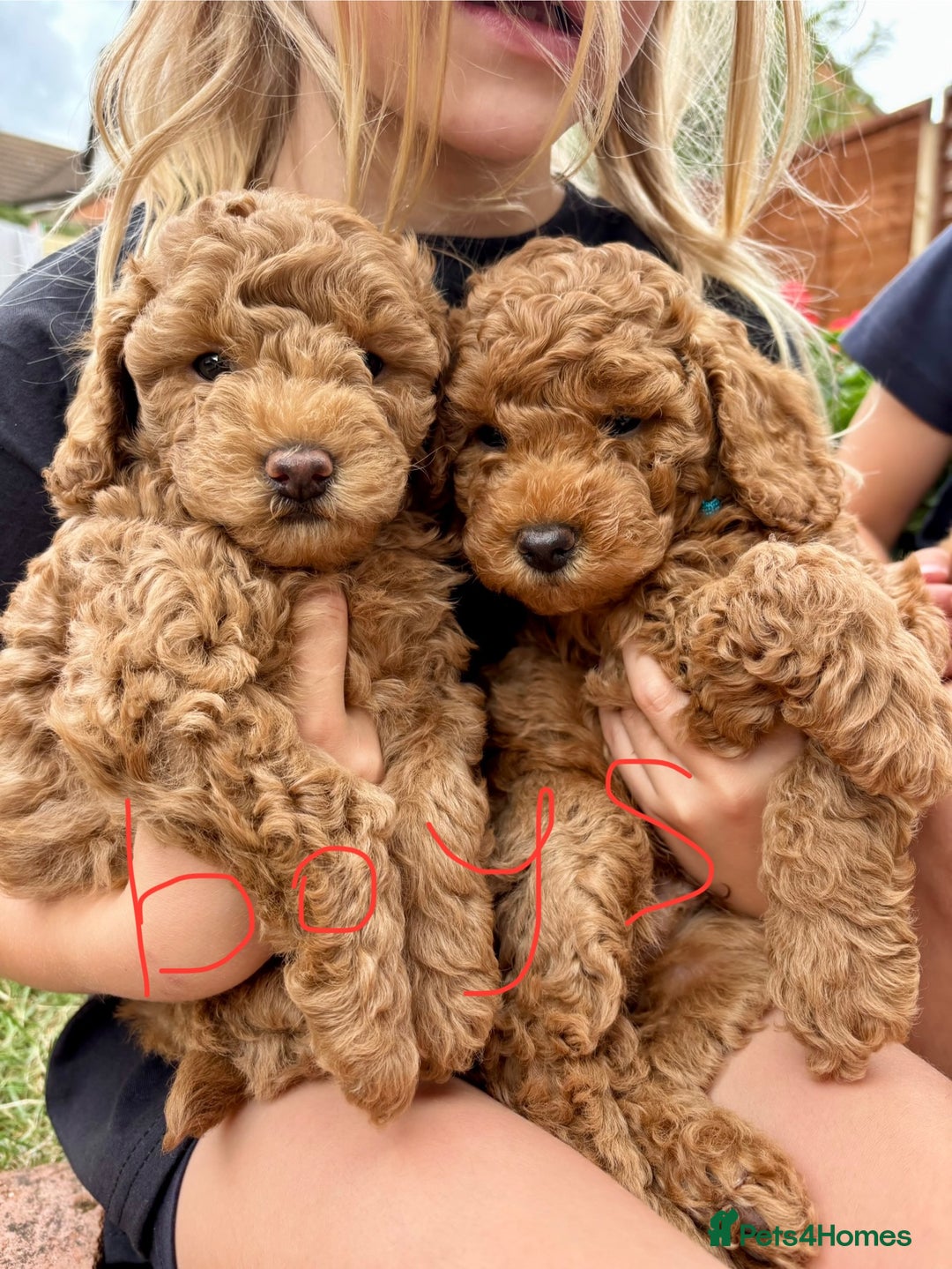 Mixed Breed dogs for sale: 1 lovely boy and one lovely girl Poodle Puppies   - Image 2