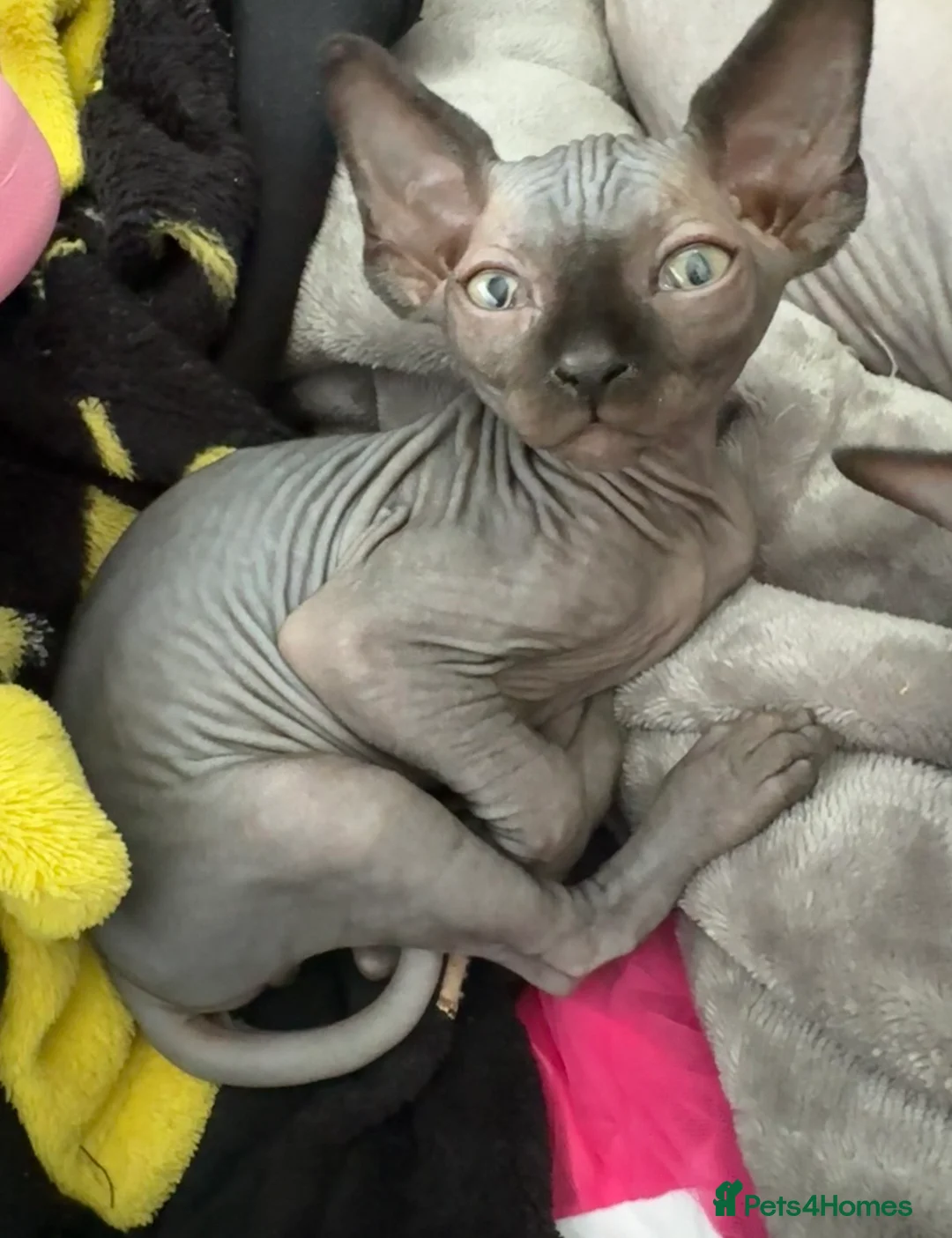 Sphynx cats for sale: Last Boy  in Romford - Advert 1