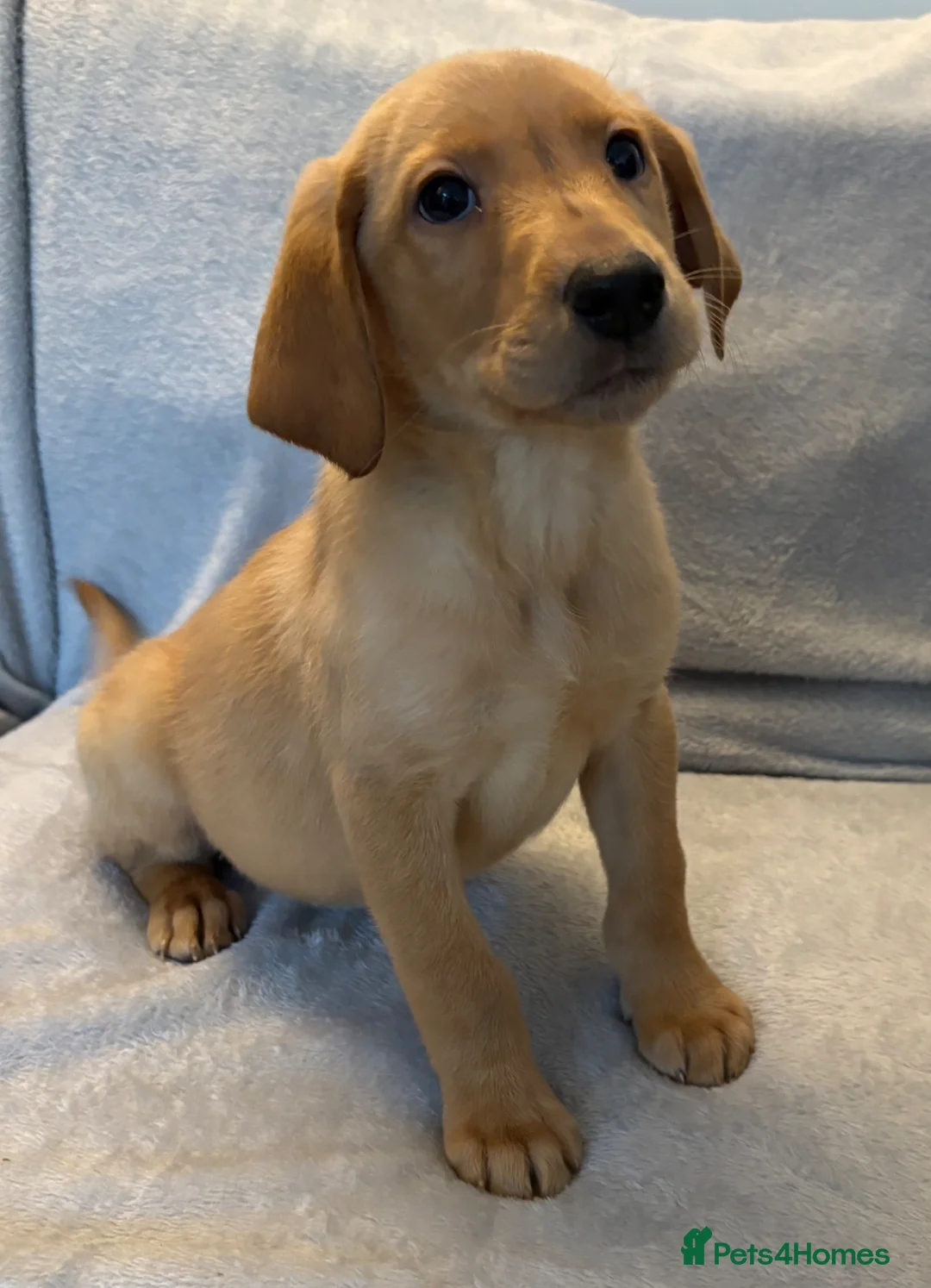 Labrador Retriever dogs for sale: Labrador retriever puppies - Advert 1