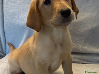 Labrador Retriever dogs Labrador retriever puppies - Advert 1