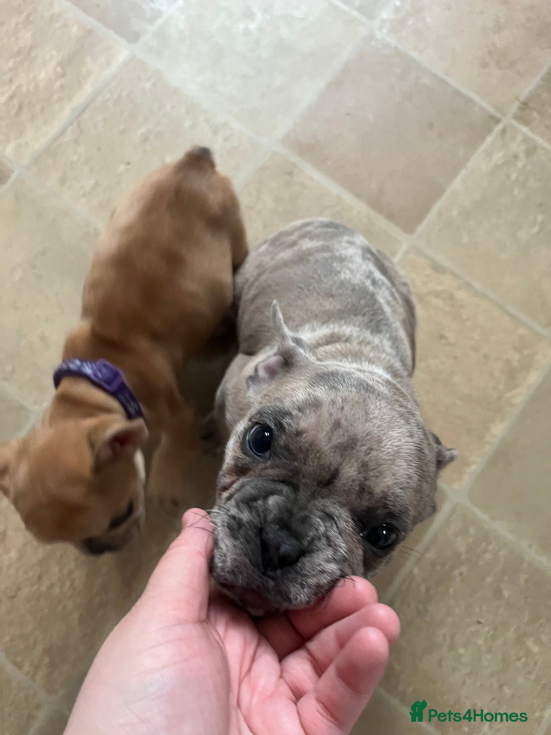 French Bulldog dogs for sale: French bulldog puppies - Advert 21