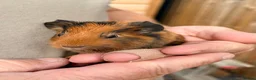 Guinea Pig rodents for sale: Baby guinea pigs in Melksham - Advert 2