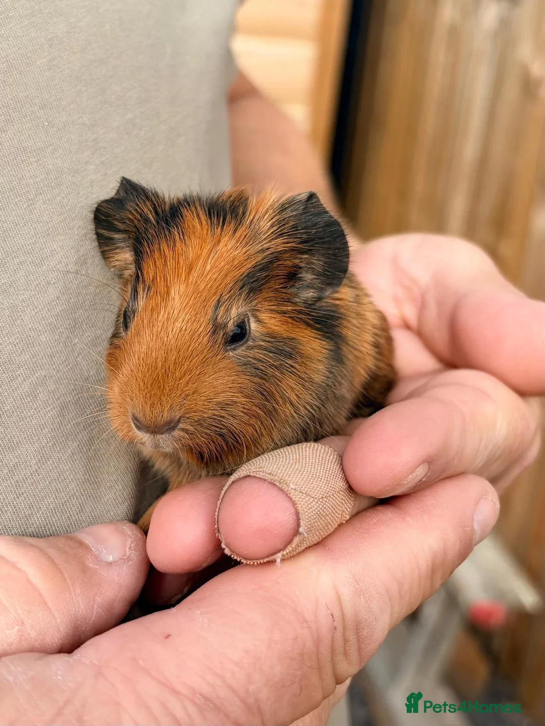 Guinea Pig rodents for sale: Baby guinea pigs in Melksham - Advert 2