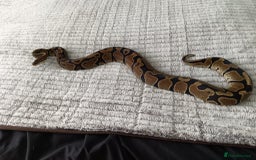 Python Snake reptiles for sale: Royal python  - Image 2