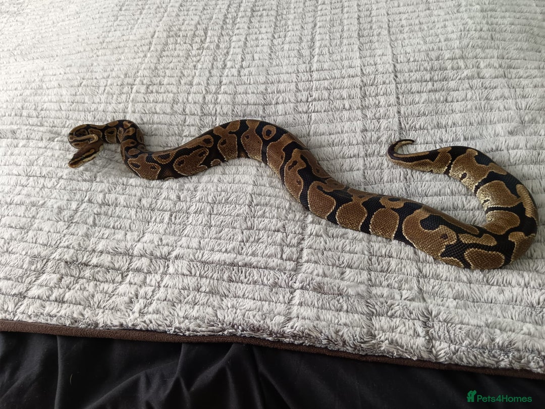 Python Snake reptiles for sale: Royal python  - Image 2