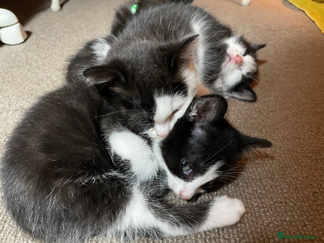 Mixed Breed cats for sale: Three energetic kittens: Noodle, Peanut and Daisy - Advert 6