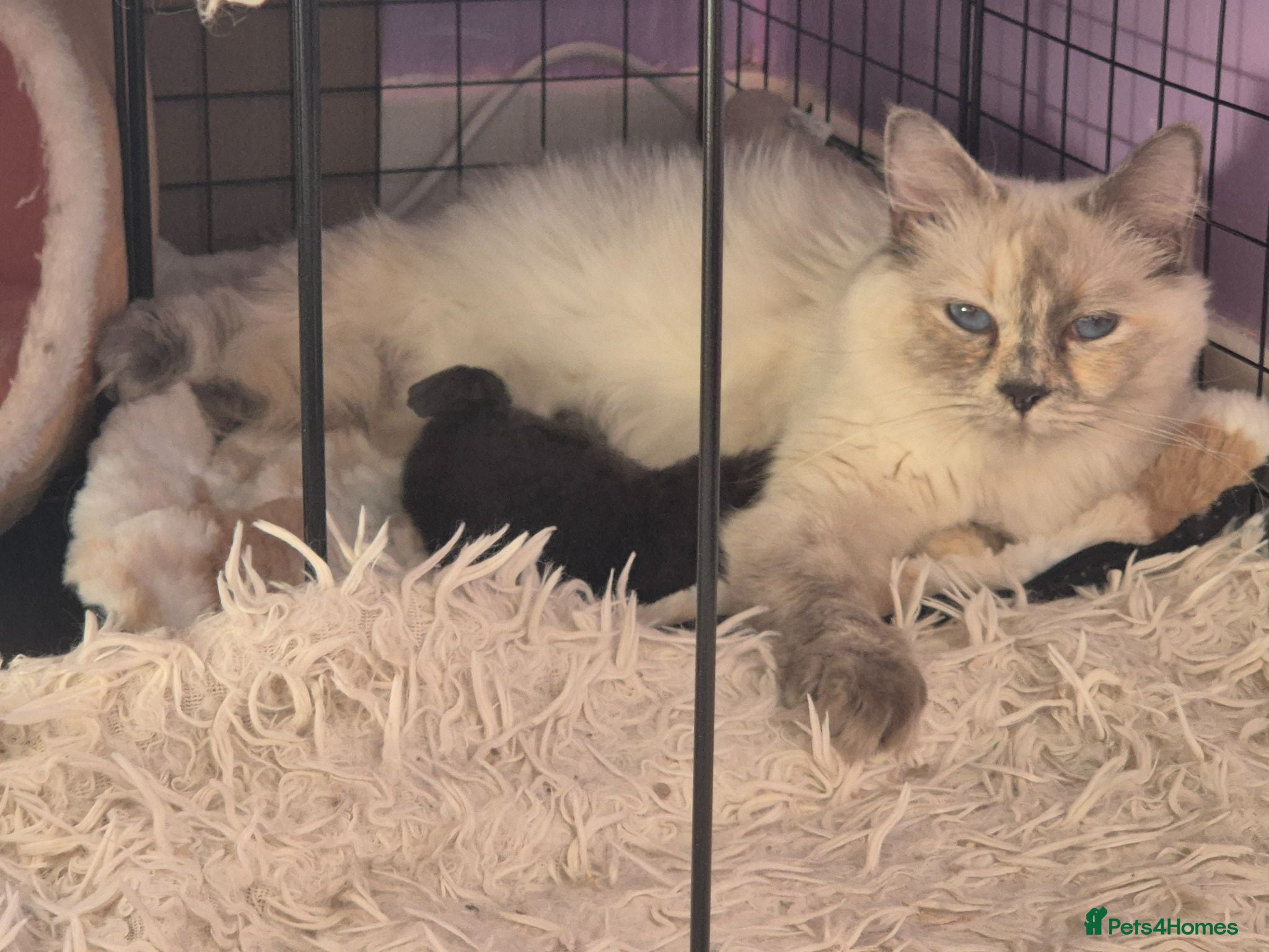 Mixed Breed cats Beautiful Black Ragdoll x Persian Kitten Ready Now - Advert 2