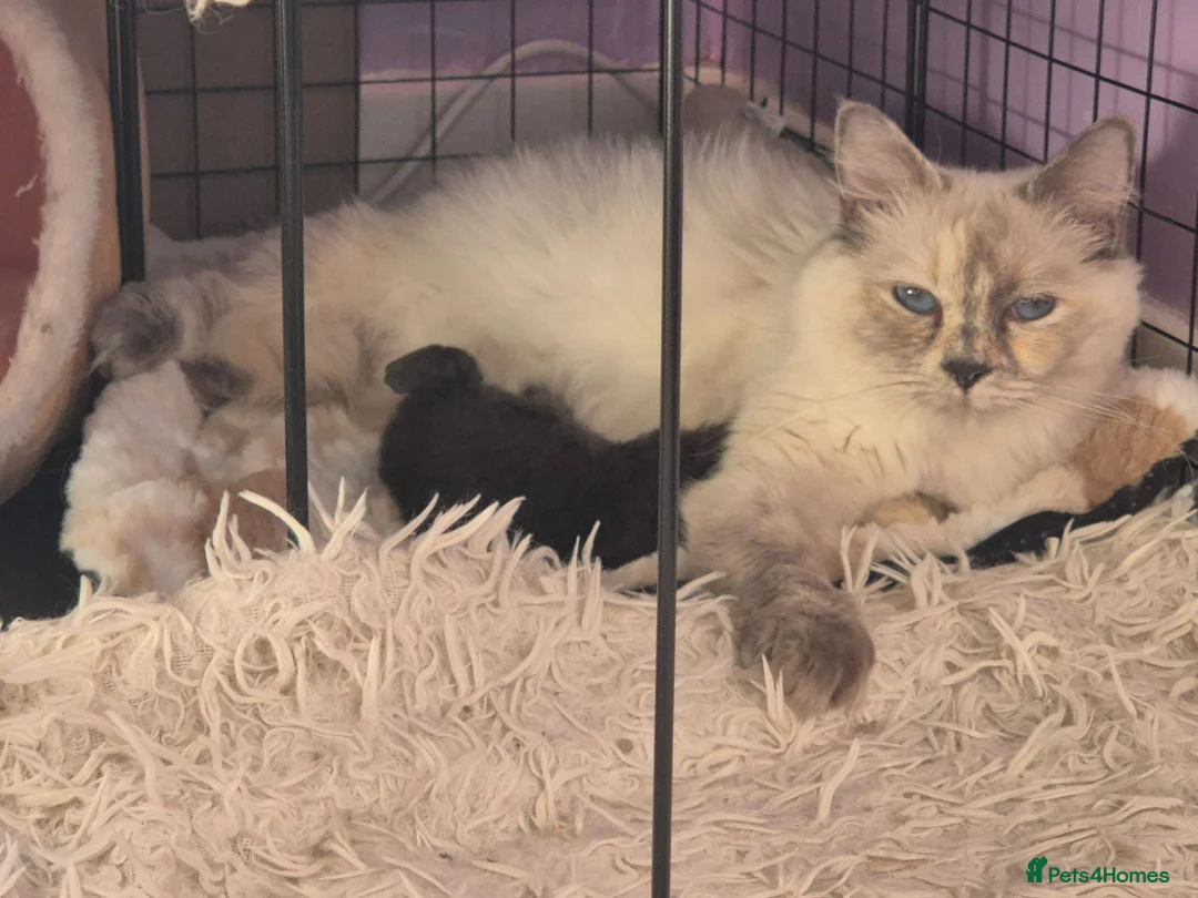 Mixed Breed cats for sale: Beautiful Black Ragdoll x Persian Kitten Ready Now in Barnsley - Advert 2