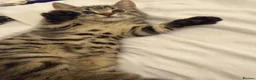 Mixed Breed cats for sale: Kittens  - Advert 4