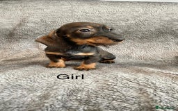 Dachshund dogs for sale: Dachshund Puppies Ready Now Fully Vaccinated  - Image 6
