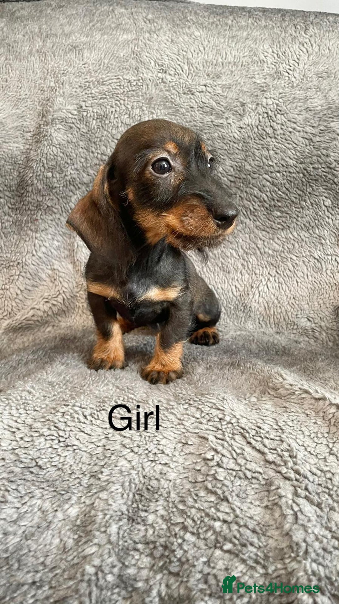 Dachshund dogs for sale: Dachshund Puppies Ready Now Fully Vaccinated  - Image 6