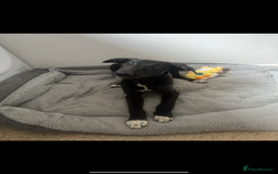 Lurcher dogs for sale: Lurcher dog for sale - Image 2