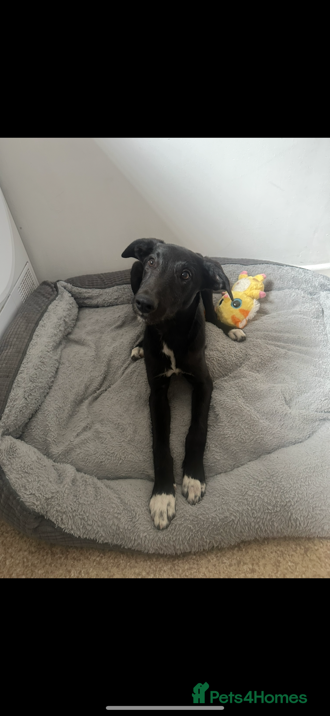 Lurcher dogs for sale: Lurcher dog for sale - Image 2