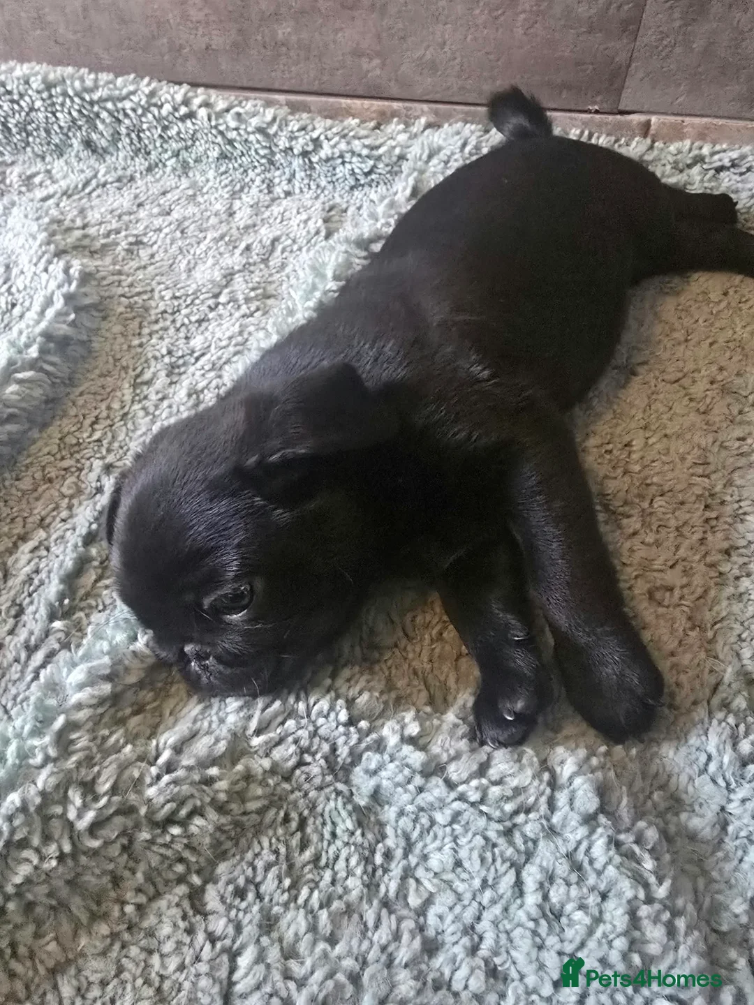Pug dogs for sale: Beautifull pug puppies looking for a forever sofa - Advert 19