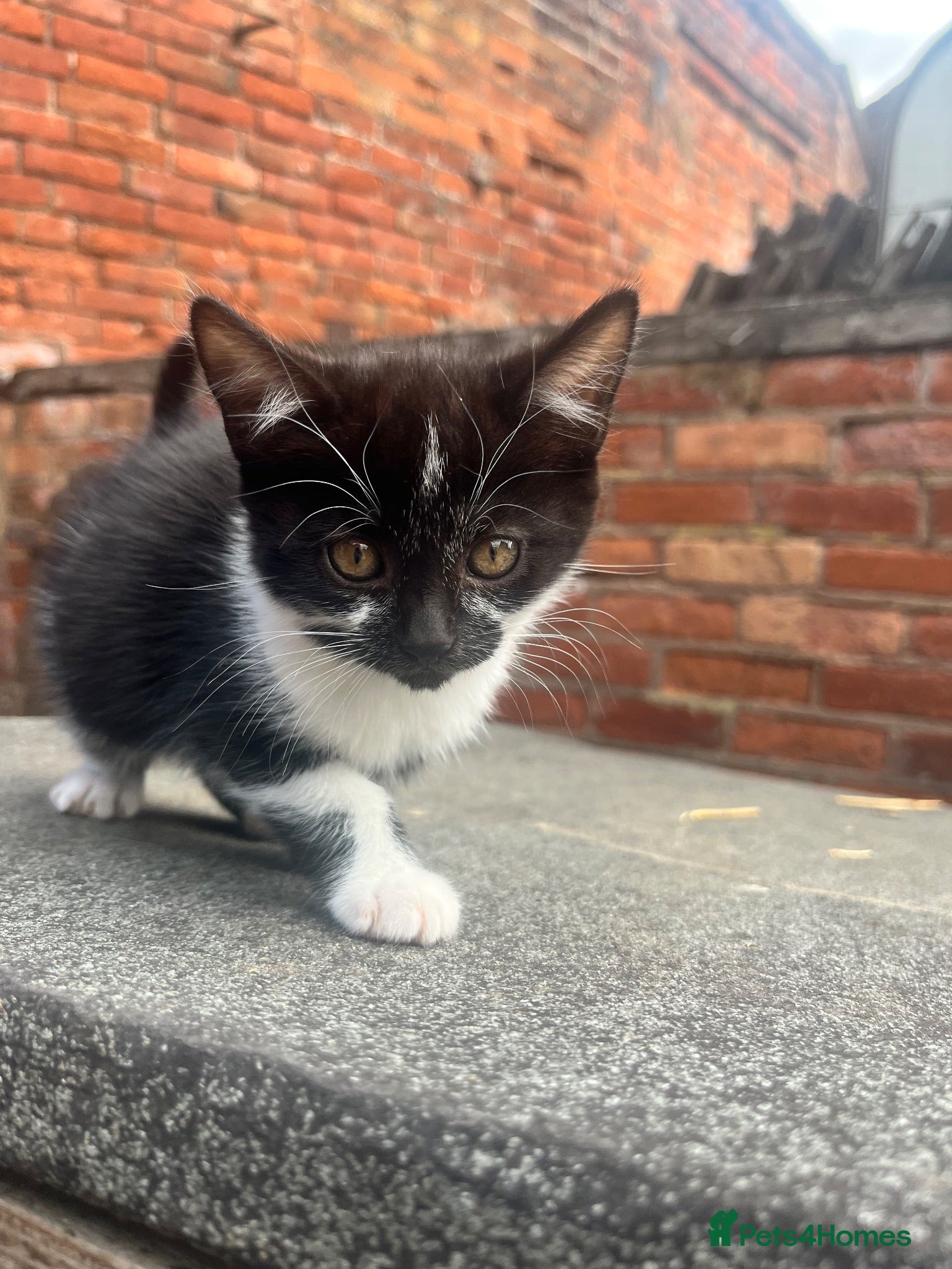Mixed Breed cats 4 Beautiful Female Kittens (10 Weeks Old) - Advert 2