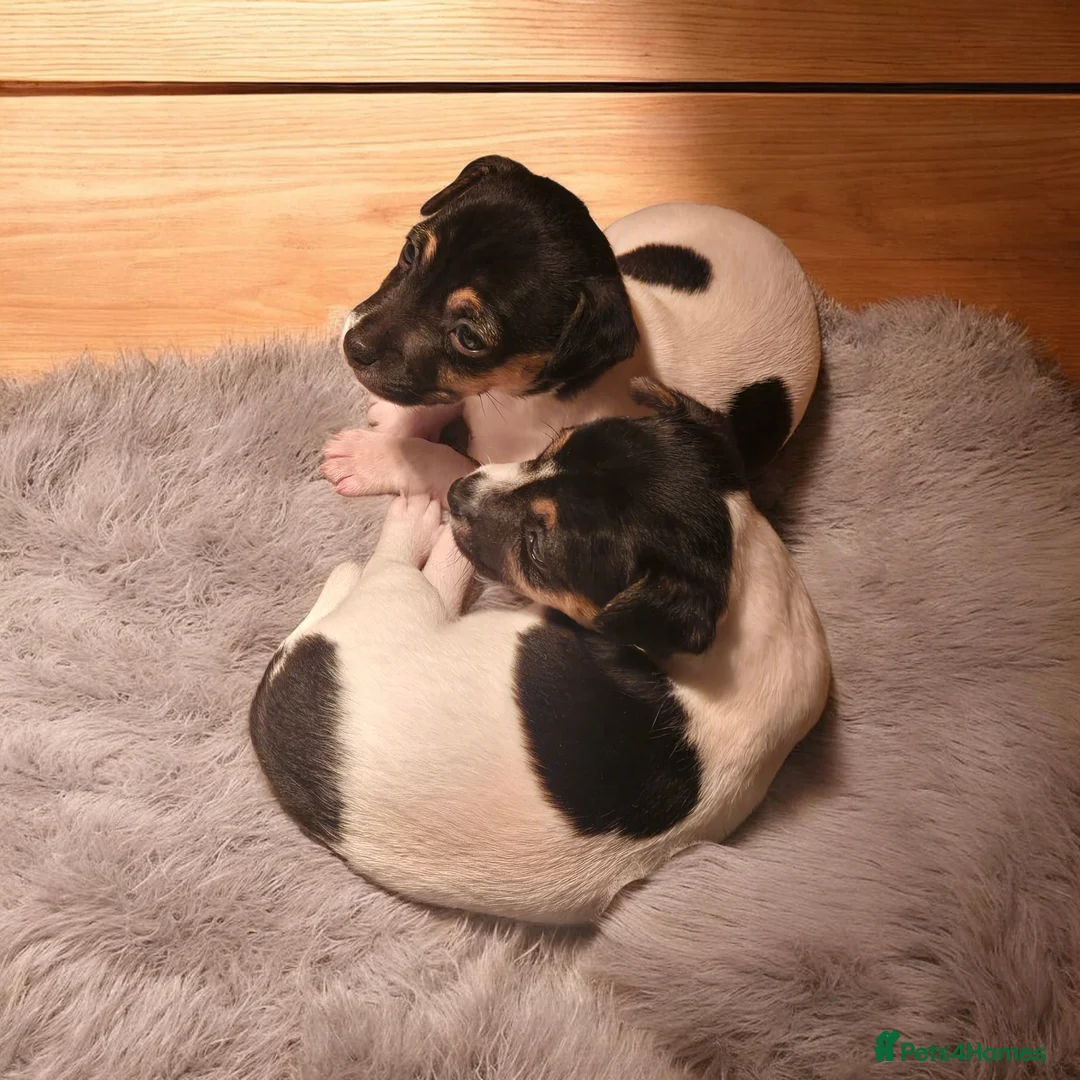 Jack Russell dogs for sale: Minture tri jack russell  in Peterlee - Advert 3