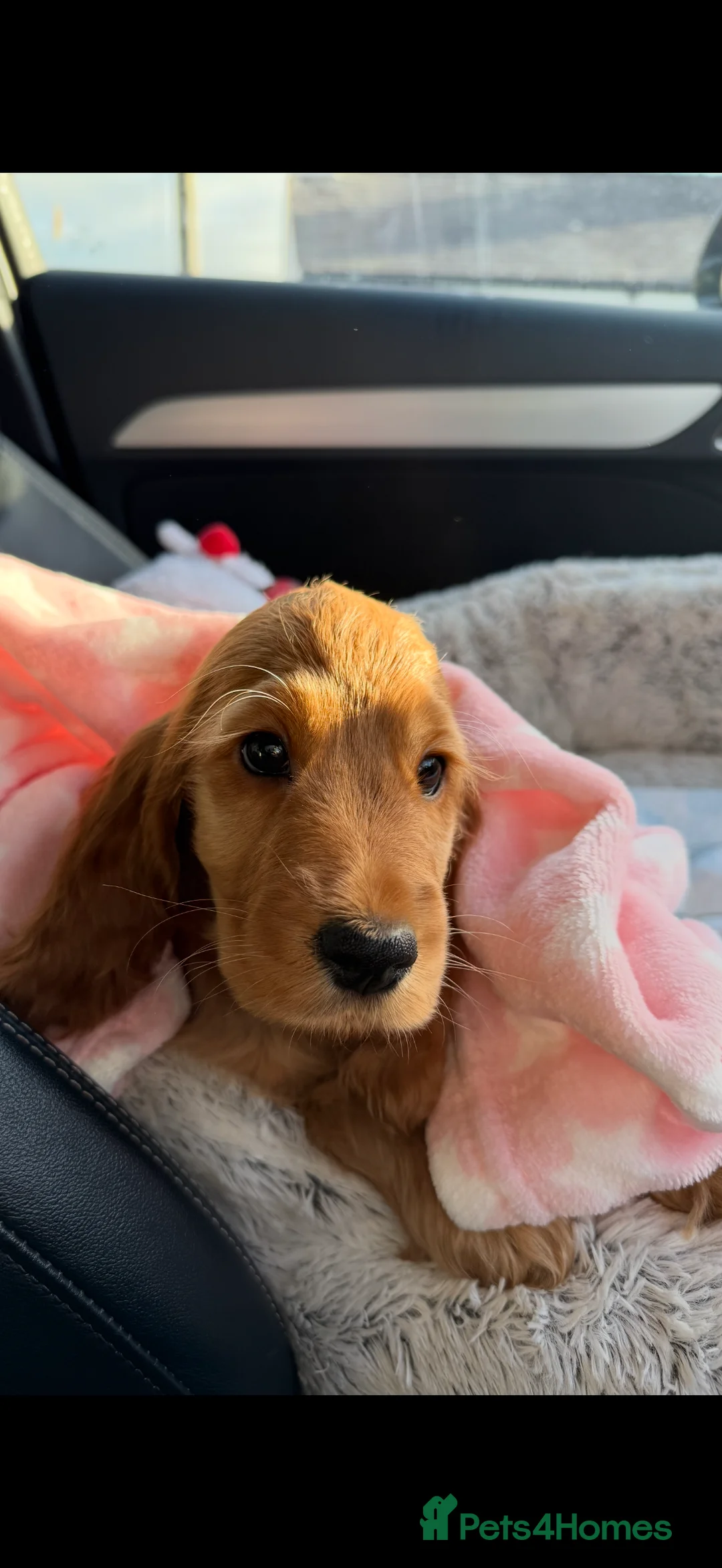 Cocker Spaniel dogs for sale: ✨🩷2 Girls Available 🎀Villaspaniol lines - KC REG - Advert 3