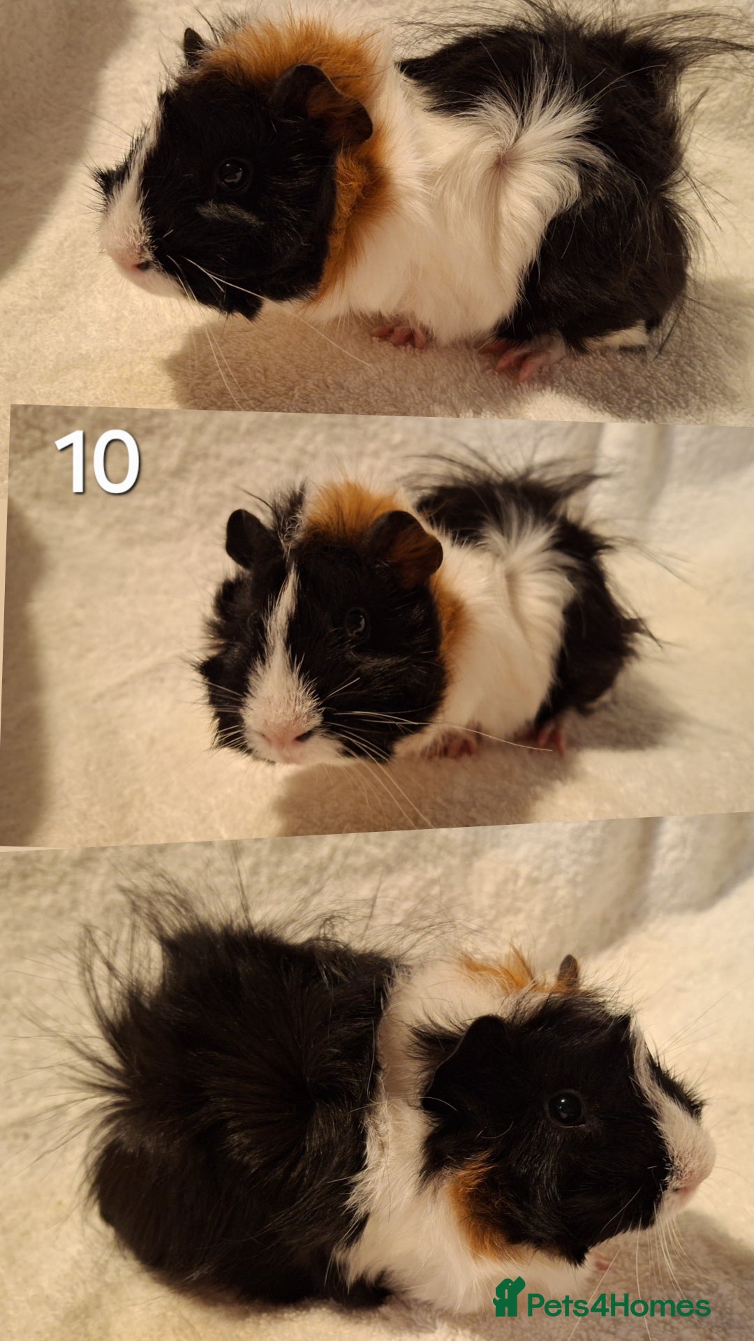 Guinea Pig rodents for sale: Lovely guineas seeking new homes 🏡  - Advert 9