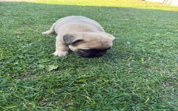 French Bulldog dogs for sale: Fluffy carriers variety of colors  - Image 9