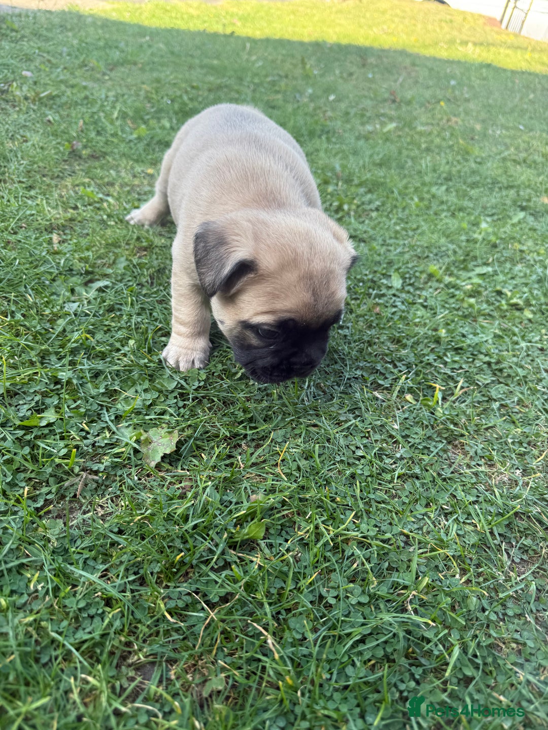 French Bulldog dogs for sale: Fluffy carriers variety of colors  - Image 9