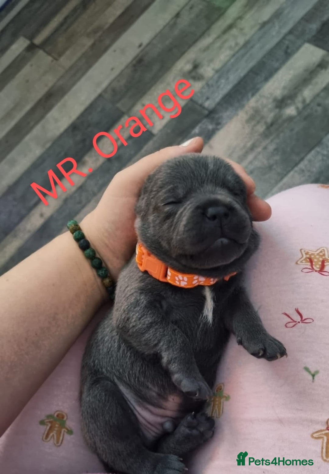 Staffordshire Bull Terrier dogs for sale: Beautifull blue staff puppies for sale  - Advert 12